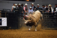 The Bull Blowout, a semiannual bull riding competition brings students and residents of Murray into the William “Bill” Cherry Agricultural Exposition Center for a weekend of rodeo events. 