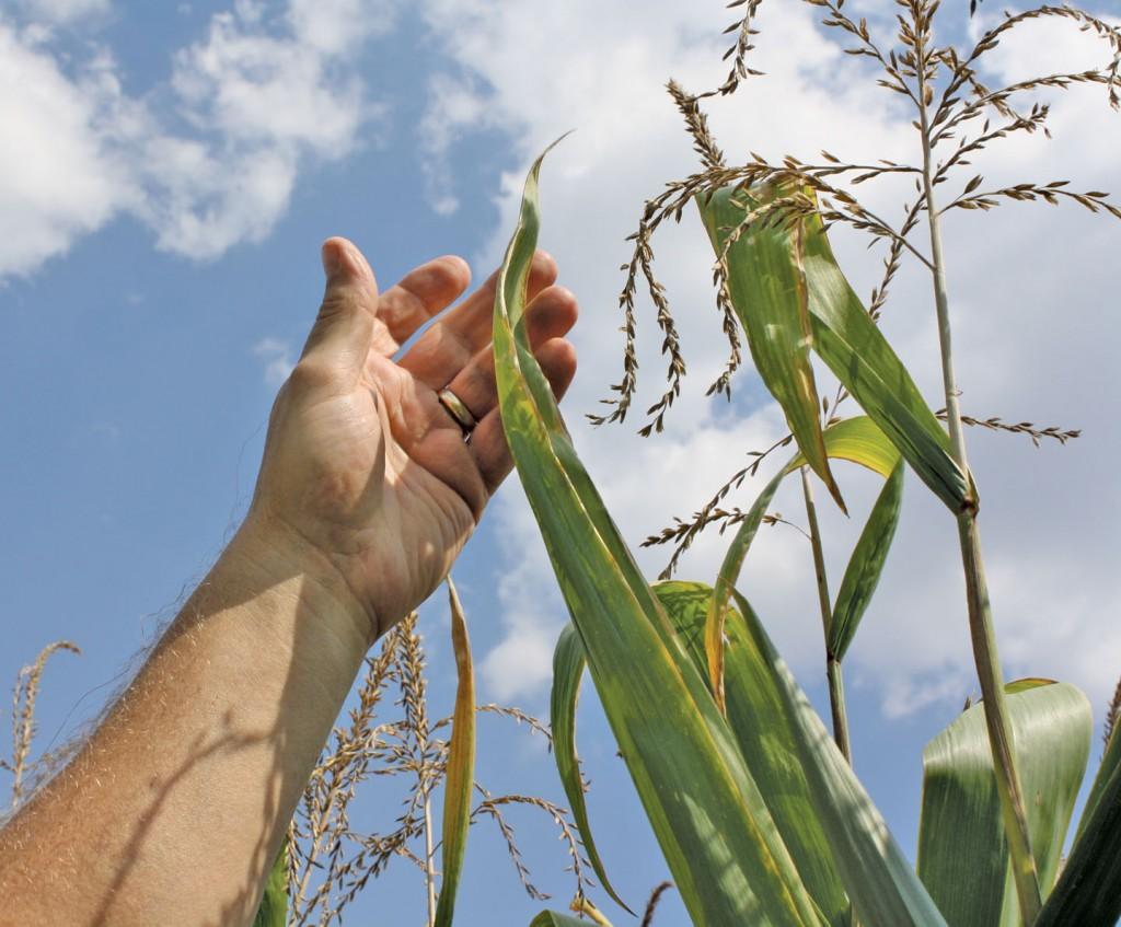 High temperatures and low rainfall totals over the summer months rendered much of the Murray State row crops almost devastated. || Austin Ramsey/The News