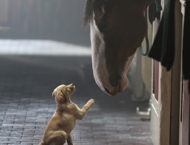 Photo courtesy of budweiser.com
Puppy meets Clydesdale in Budweiser’s commercial.