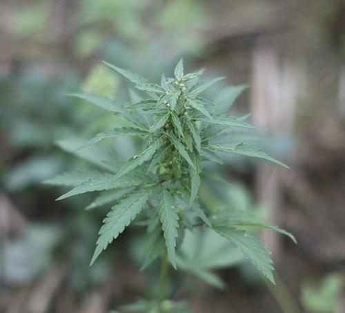 Haley Hays/The News
A small hemp plant grows on a field among ready to harvest hemp. The field, located on one of Murray State’s farms, will be harvested next week.