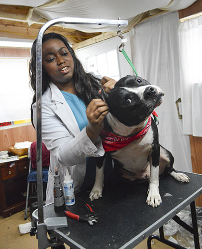 Hannah Fowl/The News
Jamicha Phelps, owner of Grooming with Love and Kindness, cleans the ears of Rico in her shop. 