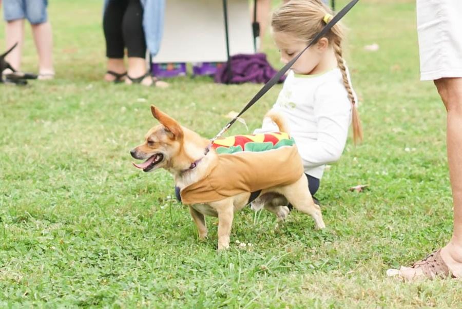 Howl-o-ween pet parade opens doors for pet adoption