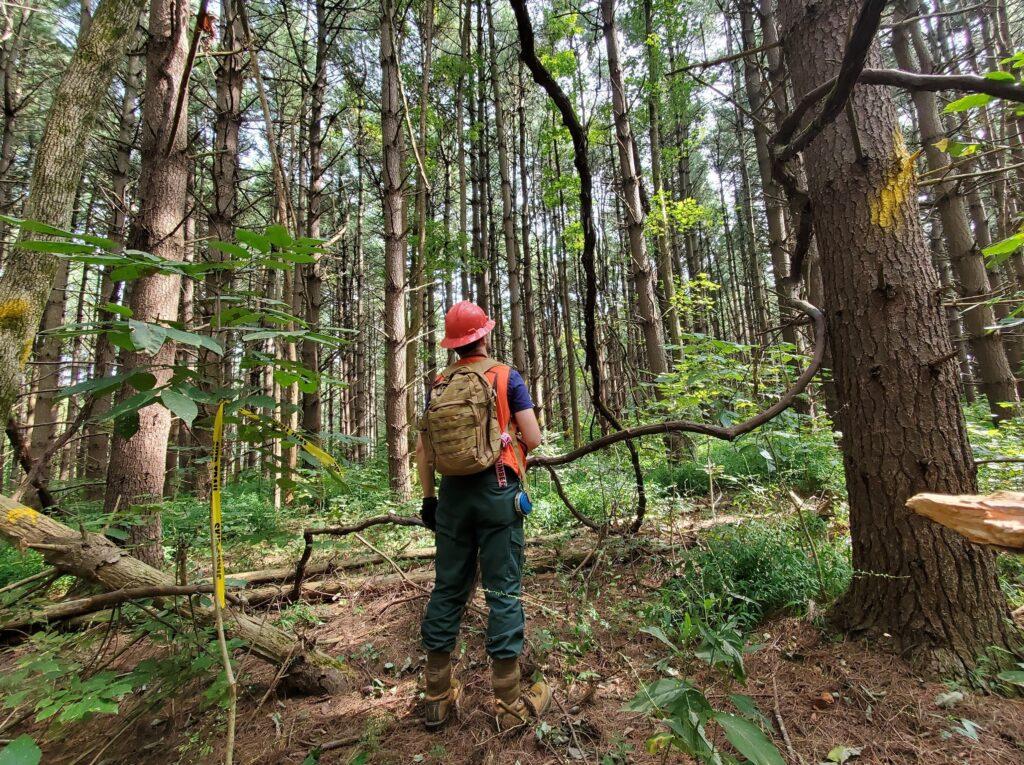 Bohannon surveys trees in the Shawnee National Forest. (Photo courtesy of Nick Bohannon)