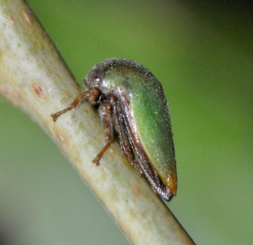 Close up of the treehopper species Beckers discovered. (Photo courtesy of Beckers)