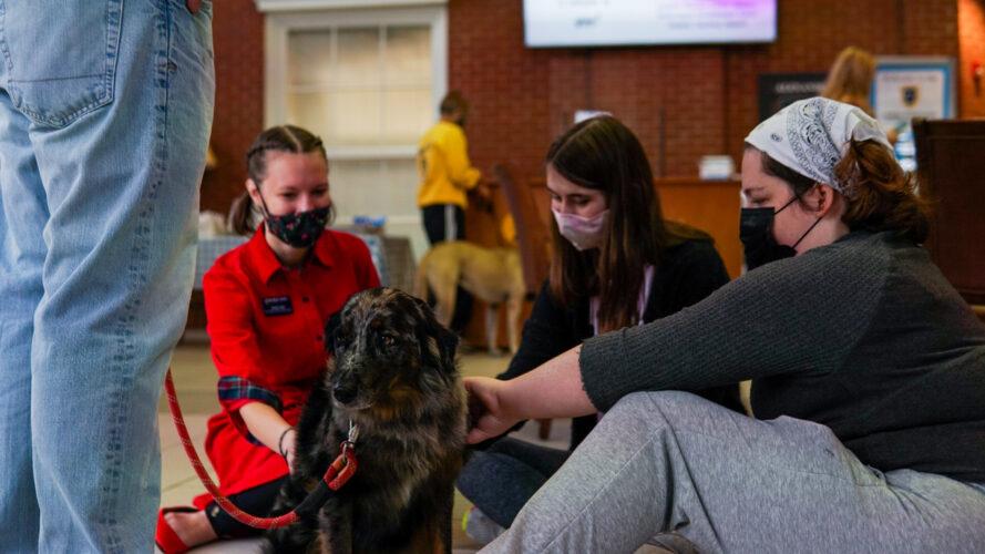 Racers Empower hosted pet therapy in Alexander Hall as a way to help students to de-stress. (Photo courtesy of Racers Empower)