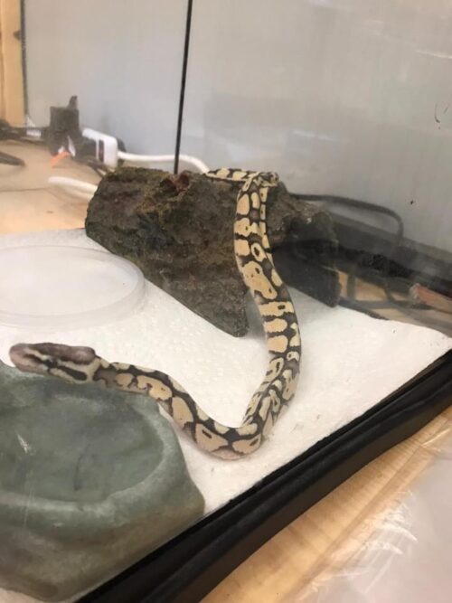 A ball python in the care of Aquatic Life is shown with its spine and skull visible (Photo courtesy of Facebook).